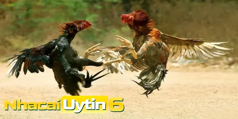 Đá gà tại nhà cái uy tín